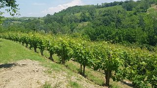 Piedmont Wine Adventure at La Patareina