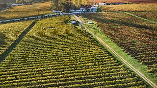 Visite et dégustation de vins de Quinta do Pinto