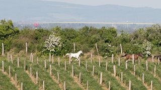 MAGULA: Esperienza picnic in vigna per 2