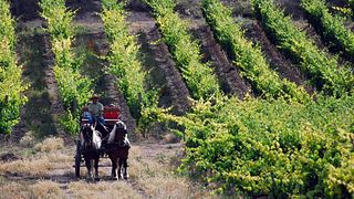 Bodegas Comenge