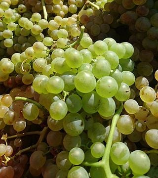 Degustazione e visita al Domaine Benedetti