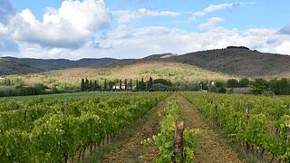 Fattoria Bellosguardo