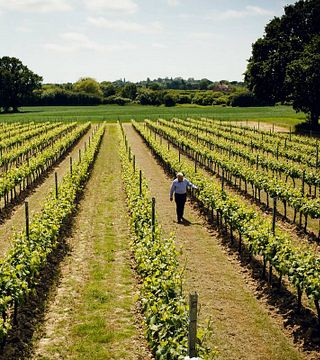 Visite du domaine et dégustation à Gusbourne