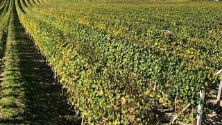 Degustazione 5 Vini da Voerzio Martini