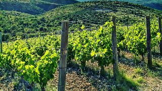 Matošin Winery