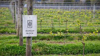 Degustazione di vini e tour presso l'azienda vinicola The Hunting Lodge