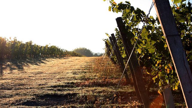 Domaine de Haute Perche
