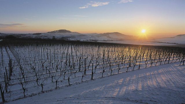 Alsace Wine Journey at Domaine Frédéric Mochel