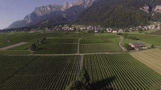 Cata de vinos y visita guiada en Weingut zur alten Post