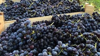 Weinprobe und Tour im Corte Bravi