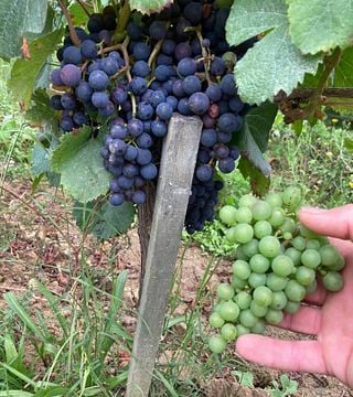 Degustazione e visita del Château l'Escarderie 