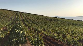 Cantina Santadi: A Sardinian Wine Experience