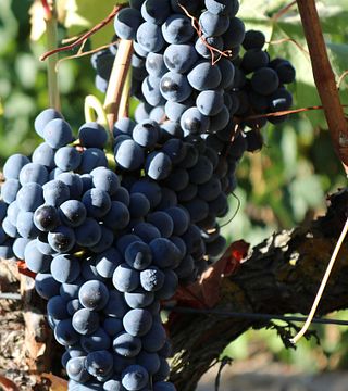 Visita privada a las bodegas de Ribera del Duero desde Madrid