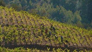Dégustation de vins et visite au Celler Cooperatiu Gandesa