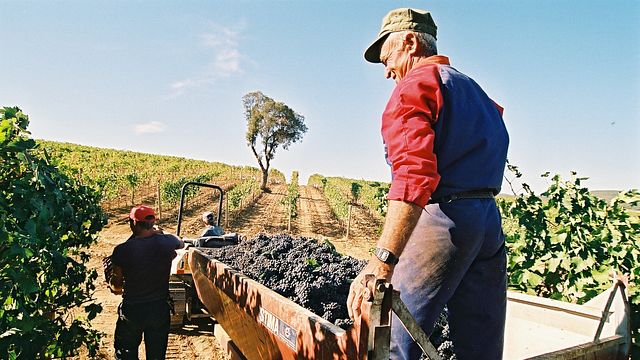 Erik Banti Winery