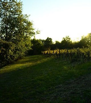 Degustazione di vini e tour a Clos Cavenac