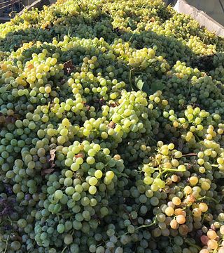 Basavin Winery