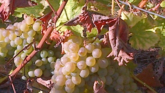 Weinprobe und Tour bei Alpha Loire