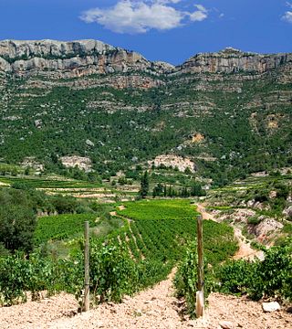 Degustação básica de vinhos e tour em Ametller