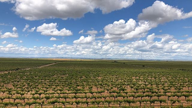 Rueda Weißweintour mit Michelin-Sterne-Mittagessen ab Madrid