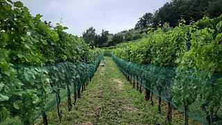 UOU Konzorcij Zapuščenih Vinogradov