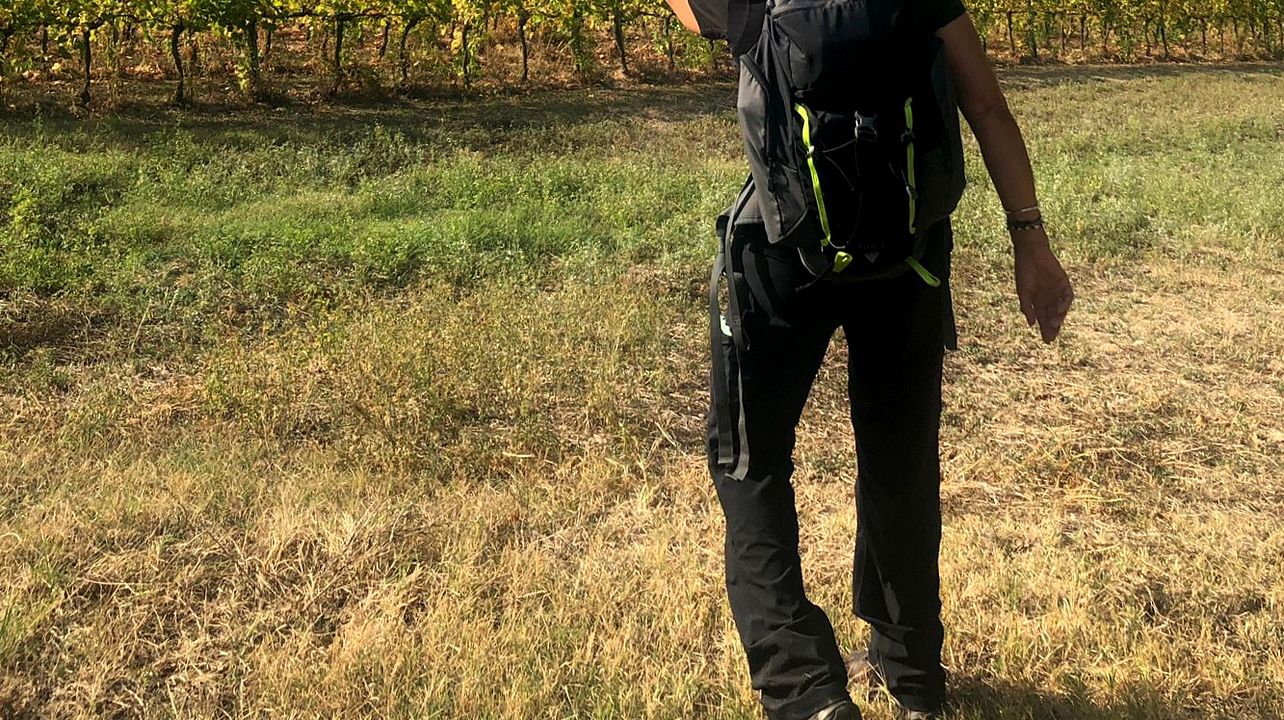 Wein- und Wandertag in den Hügeln von Bologna