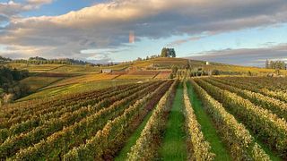 Degustazione di vini e tour presso Holloran Vineyard Wines