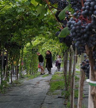 Vinprovning och ljudtur på Vesterhave Vingaard