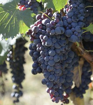 Degustação de vinhos e tour em Davinum