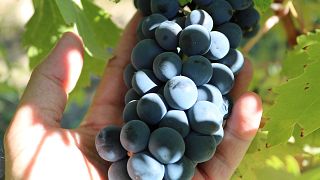 Tour privato della Rioja da Bilbao