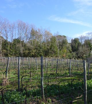 Helt enkelt vinprovning och rundtur på Mulini di Segalari società agricola snc