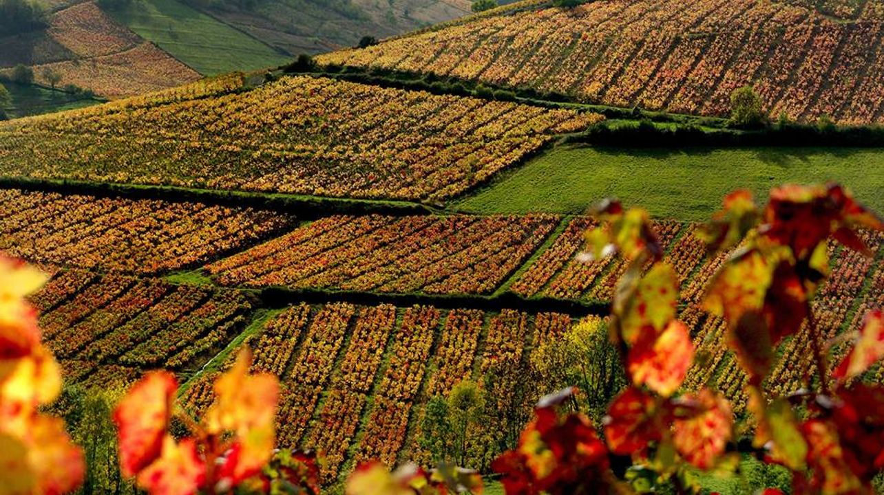 Domaine Joncy
