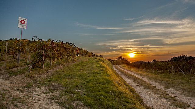 En introduktion till Garrone-viner