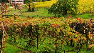 Visita immersiva al vigneto e degustazione di vini autoctoni rari
