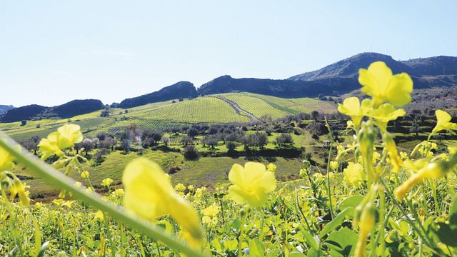 Nasciri Naturweinprobe & Weinbergspaziergang im zeitlosen Gerace