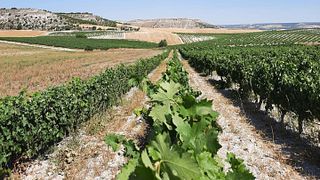3 Ases Winery