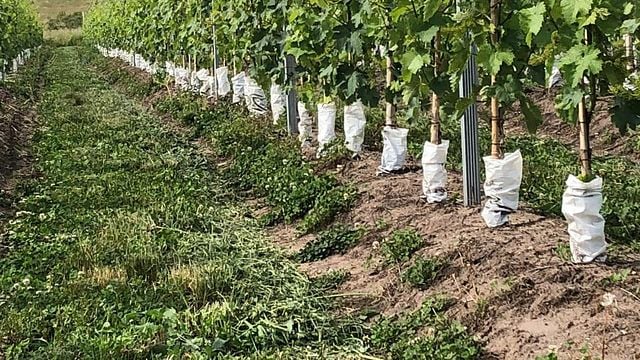 Cata de vinos y visita a Bodega De La Carolina