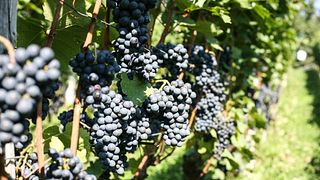 Podravska Wine Journey: Špančeva Zidanica Tasting & Tour