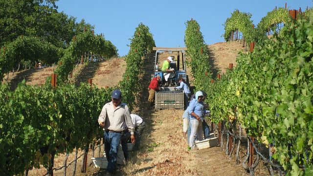 Degustação de vinhos e tour na BobDog Wines