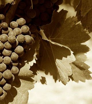 Cata de vinos populares en la finca Sanavardo
