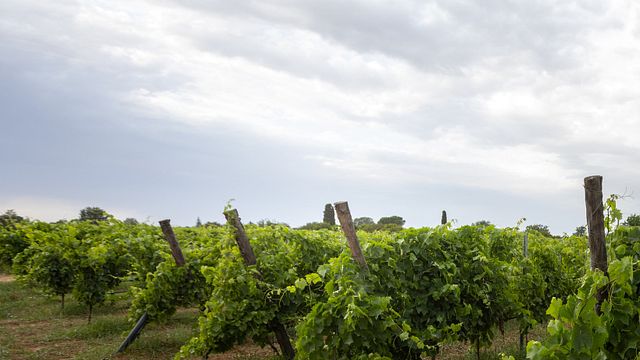 Gurrieri Winery