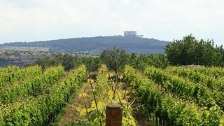 Weinprobe und Führung in der Cantine Torrevento
