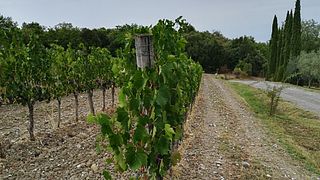 Tour privato: tour pomeridiano del Chianti Classico con degustazione di vini 