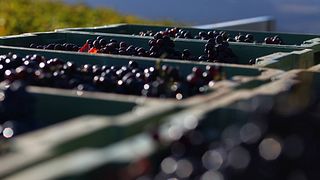 Bodegas Lunares