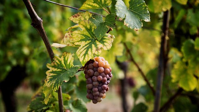 Alsace Wine Tour de Colmar: Um dia inteiro de exploração de vinhedos