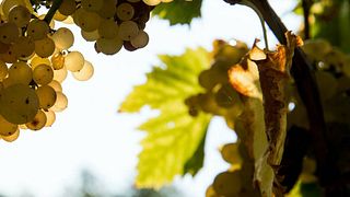Degustazione di vini e tour popolari a Colmello Di Grotta
