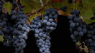 Degustação de vinhos populares e tour na Casa Vinicola D'Angelo