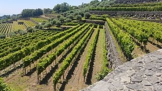 Scopri l'Etna e degustazione di vini con una visita guidata