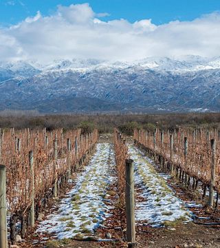 Cata de vinos y visita a Bodega Salentein