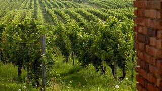Visite et dégustation de vins avec viandes et fromages (tapas)